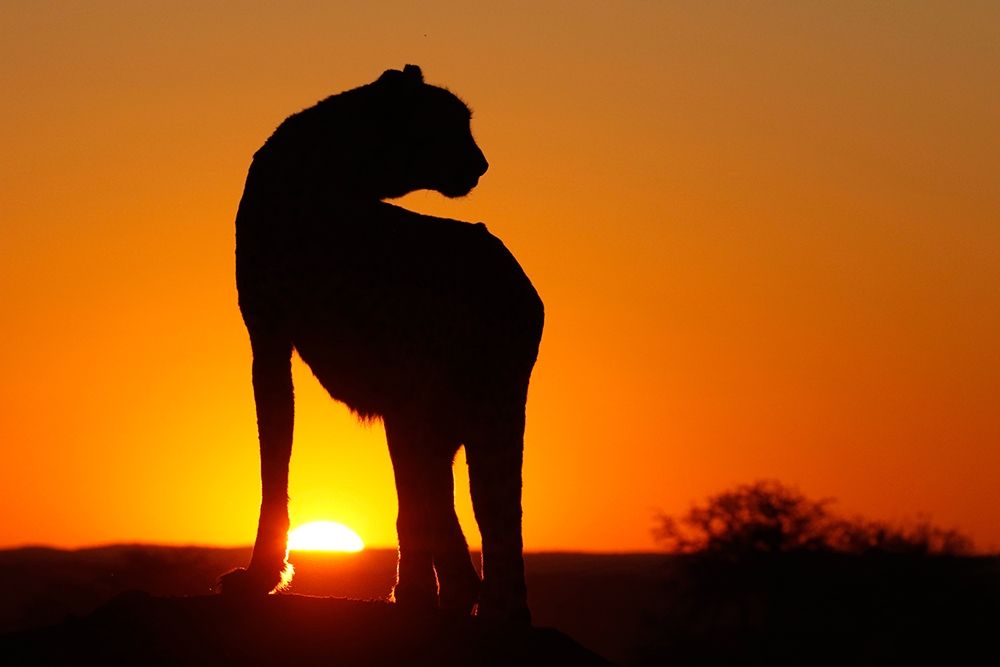 Namibia Cheetah silhouette at sunset art print by Jaynes Gallery for $57.95 CAD